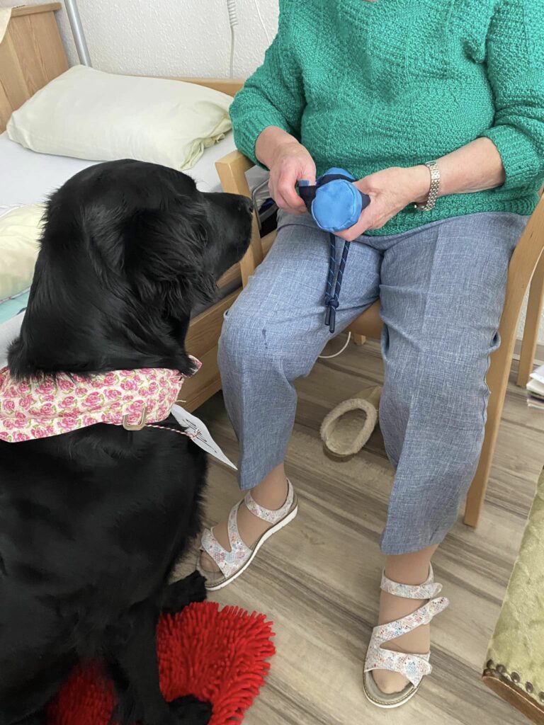 Therapiehund Galerie