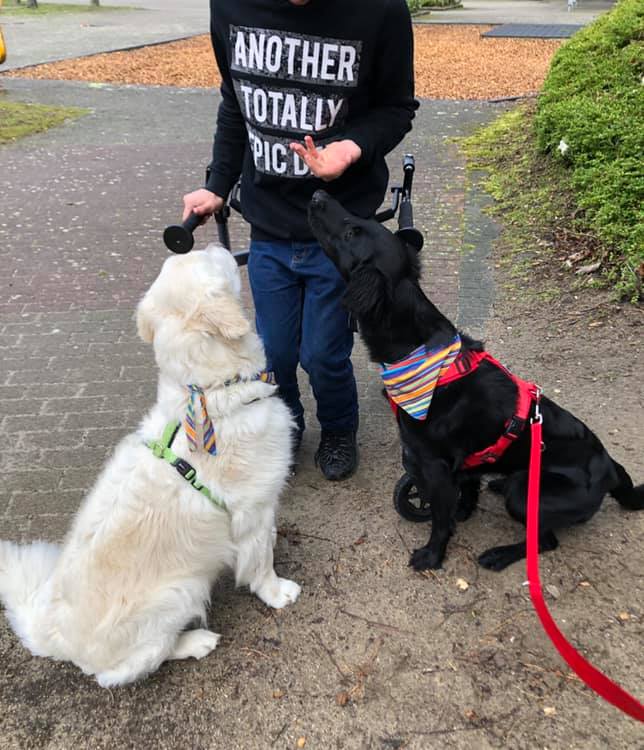 Therapiehund Galerie