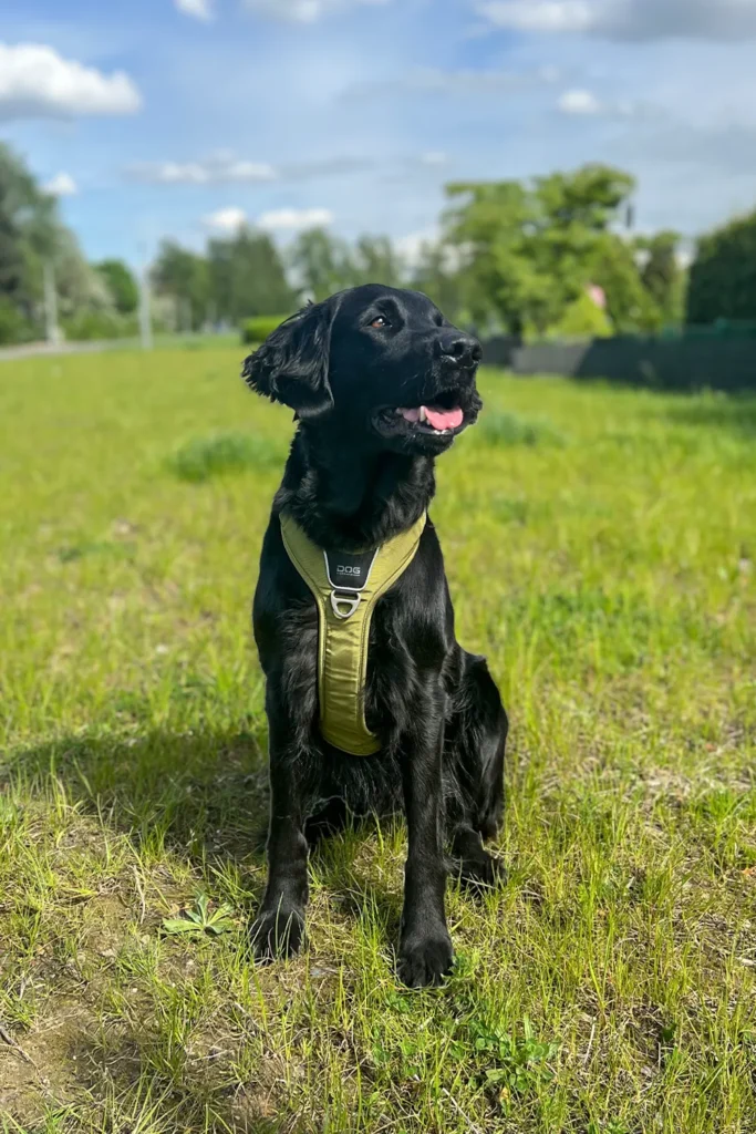 Therapiehund Jola Portrait